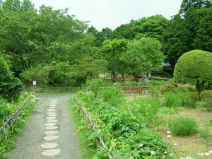 秩父宮記念公園（野草の庭）