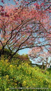 桜（はままつフラワーパーク）