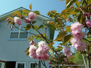 メインガーデンの八重桜