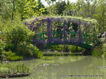 太鼓橋のフジ。花美の庭（水の庭）